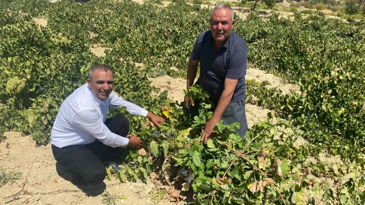 Silifke’de Üzüm Hasadı Başladı